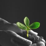 Growth metaphor: nurturing a plant