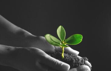 Growth metaphor: nurturing a plant