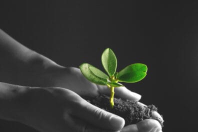 Growth metaphor: nurturing a plant